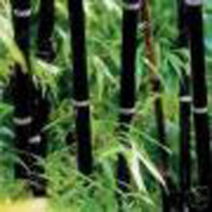Black Bamboo Phyllostachys Nigra 1ft. rhizome Hale var. live plant privacy fence