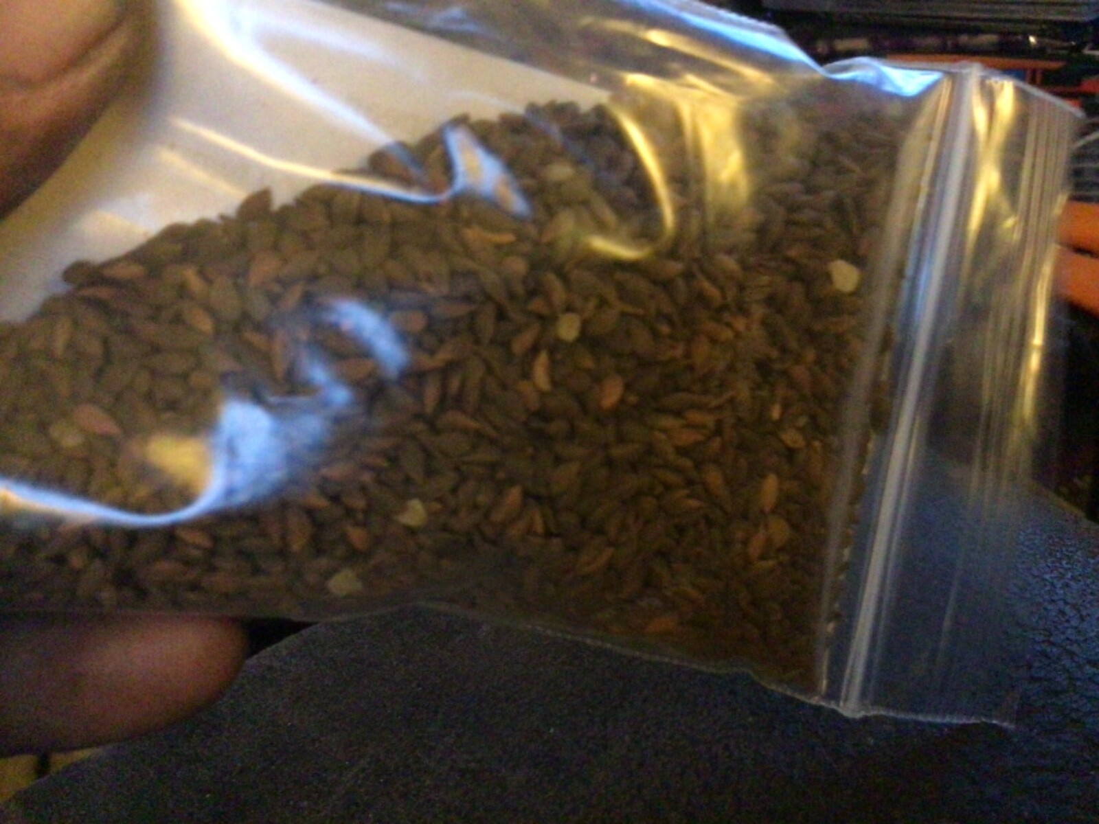 Norway Spruce Tree Seeds ((Picea Abies European))