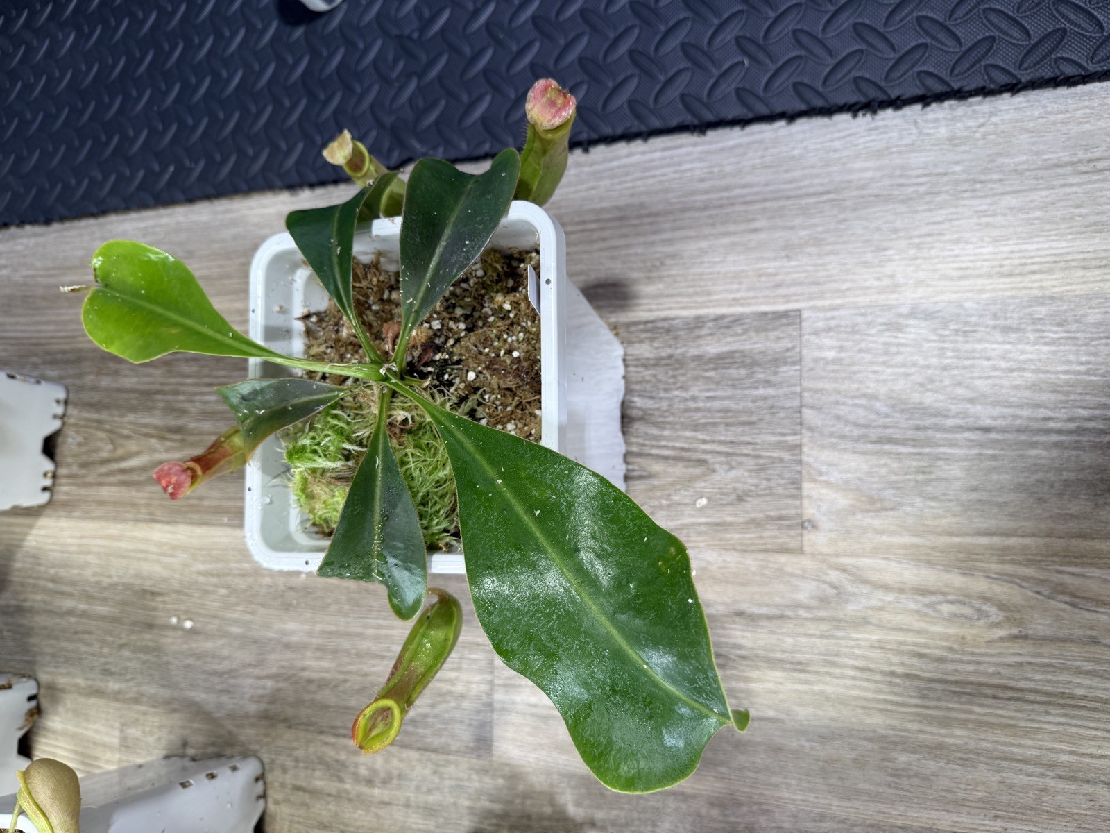 Nepenthes Vetchii Kelabit Highlands x S.O.M. x L.V.B.