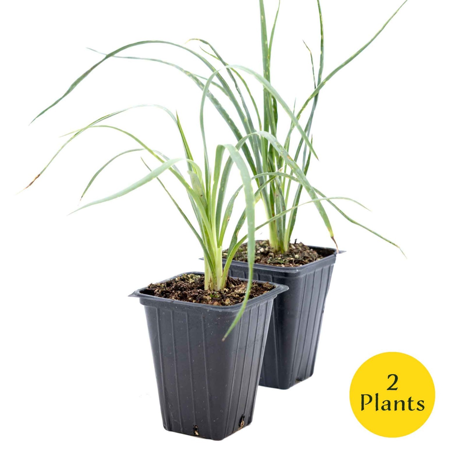 2 Soaptree Yucca Succulents, Live Plants in 3.5″ Cubes (Yucca elata)