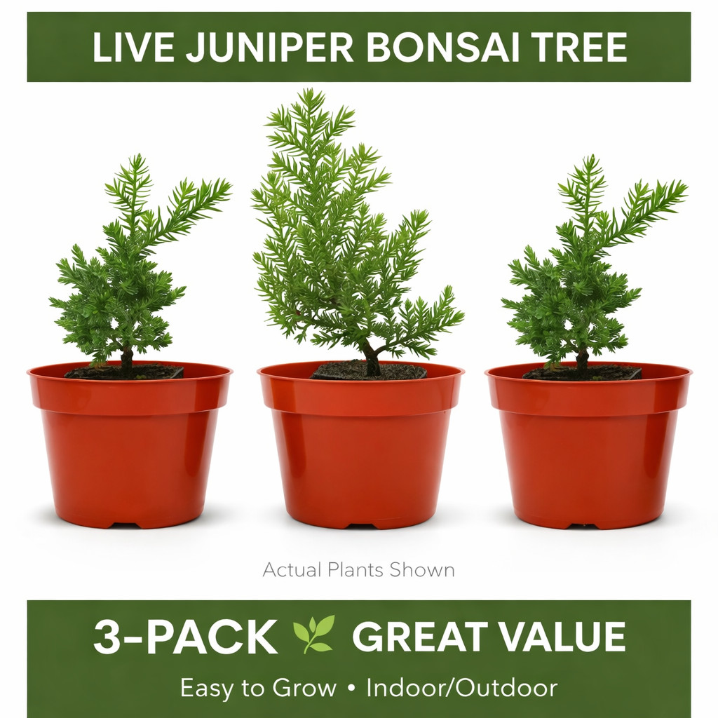 🌿 Live Juniper Bonsai Tree – 3 PACK- Perfect Zen Gift