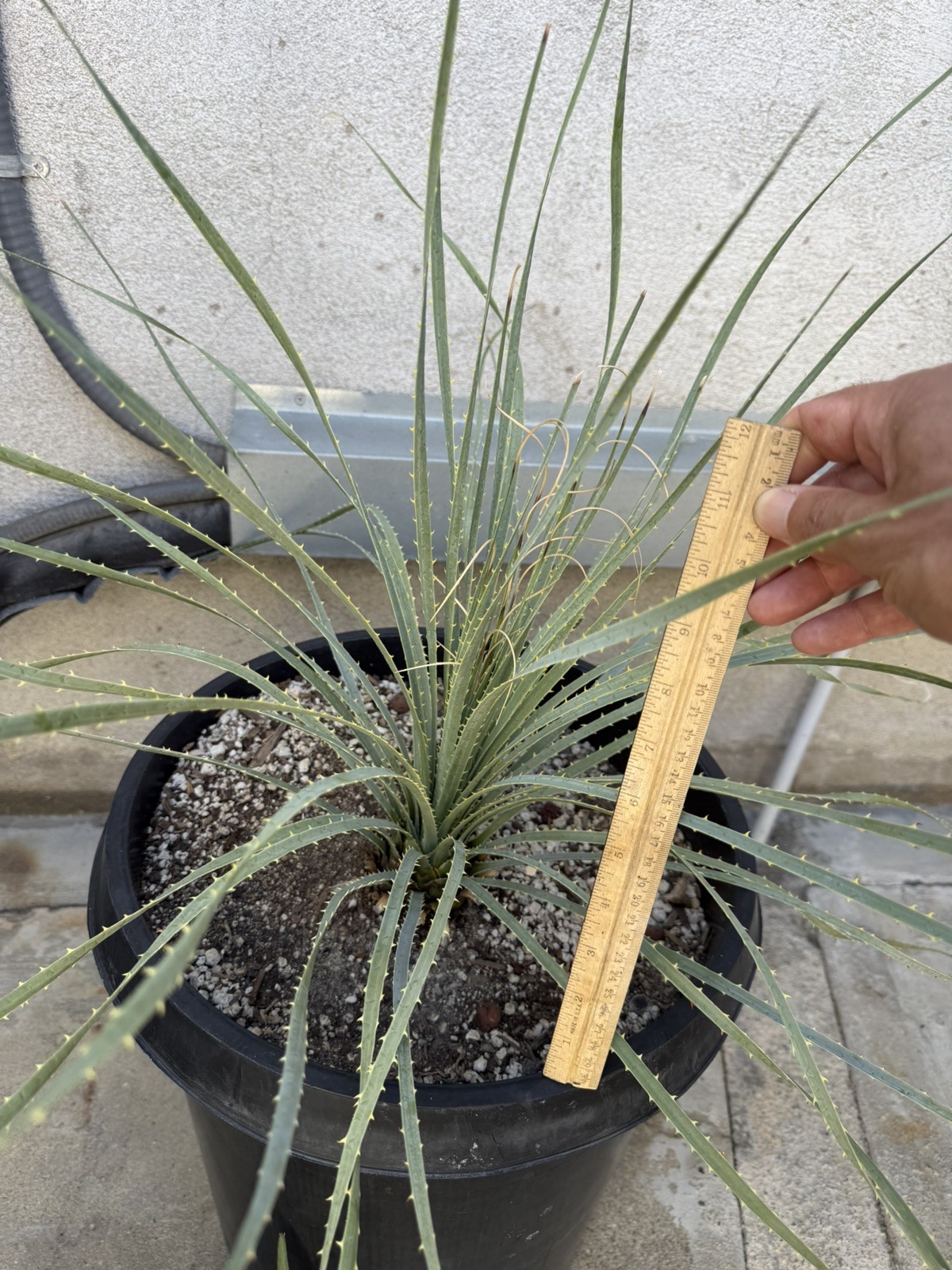 Dasylirion wheeleri (Desert spoon) Live Plant