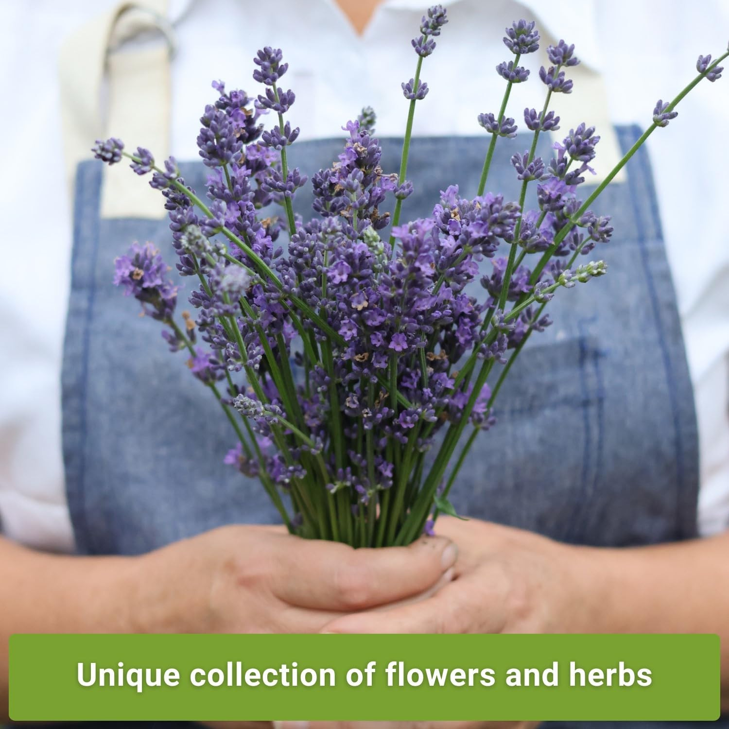 – Insect & Pest Repellent Seed Collection for Planting – Lavender, Catnip, Marig