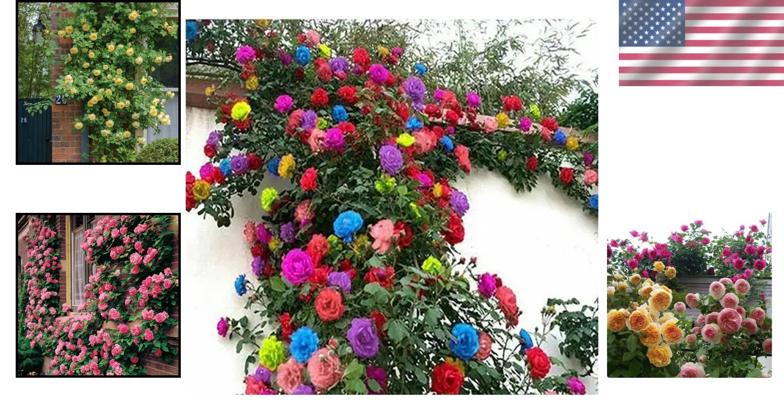 200+ Heirloom Climbing Rose Seeds for Stunning Gardens – Long-Blooming Beauty