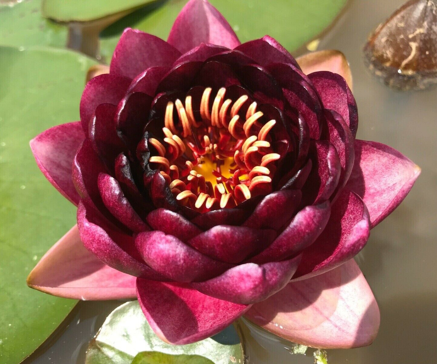 Nymphaea Slocum’s Almost Black Water Lily (WinterHardy) | Sprouted Tuber/Rhizome