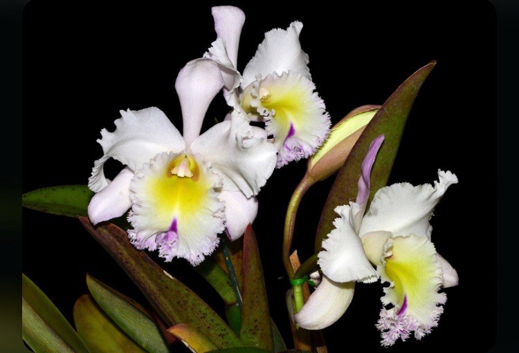 Lc Grace Carmen Tolentino Divisions BS Pink Yellow White Orchid Hybrid 4” Pot