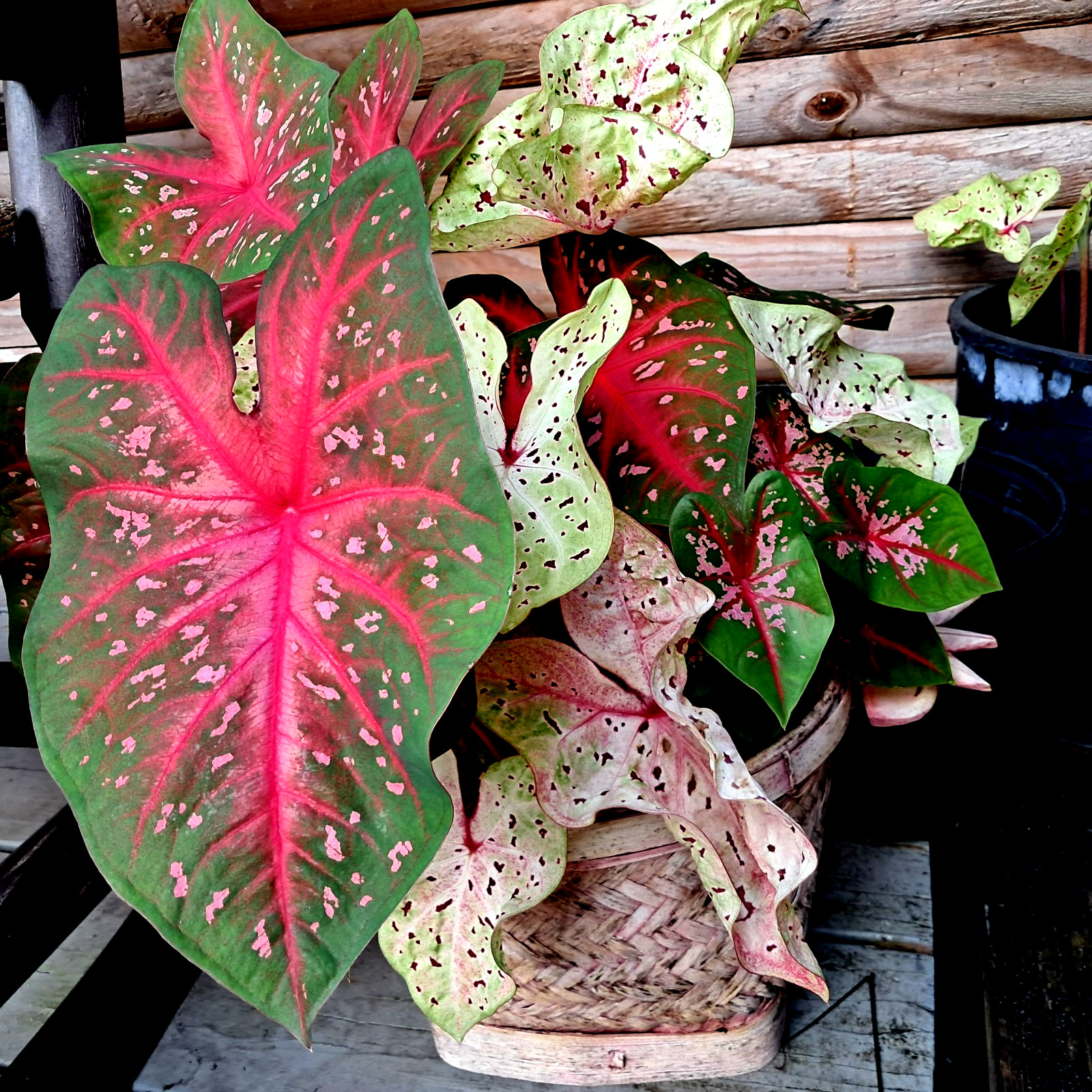 Caladium Bulbs for Planting , Mix 4 Bulbs Multi Colors from Florida