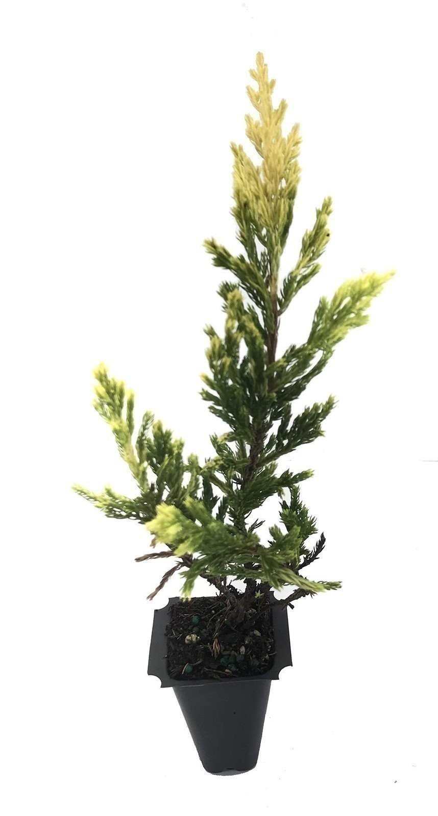Juniper Lime Glow | 2 Inch | Juniperus horizontalis | Hardy Groundcover Plant
