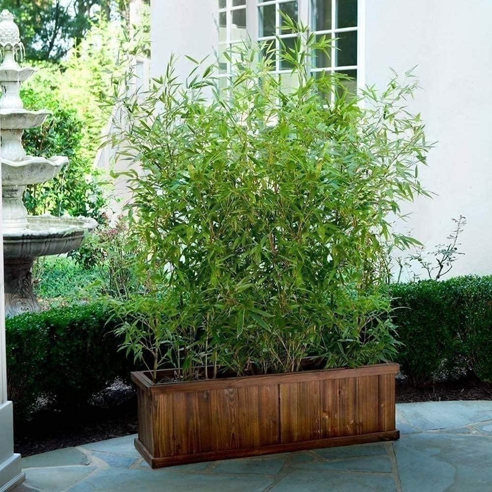 Green Hedge Bamboo | Live Plants | Non-Invasive Clumping Bamboo | Screening…