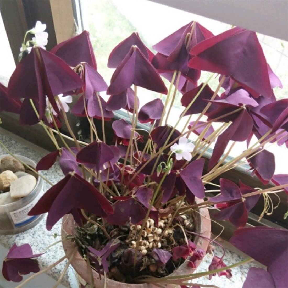 Oxalis Triangularis 10 Bulbs – Purple Shamrocks Lucky Lovely Flowers