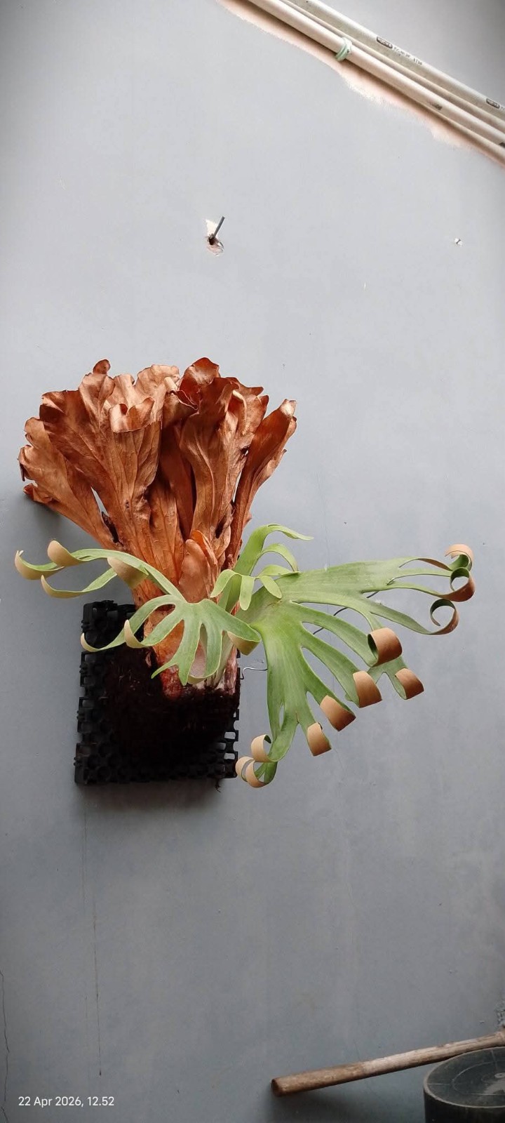 Real Pict Platycerium Willinckii Super Roll Golden Big Plant