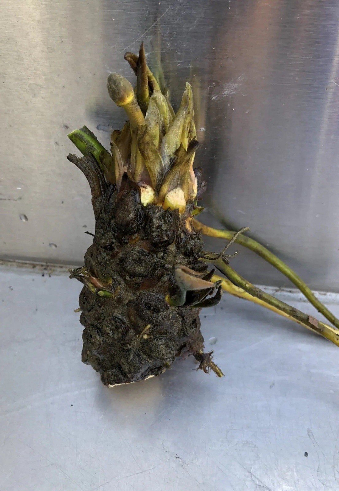 2 (WHITE) Hardy Water Lily Tuber