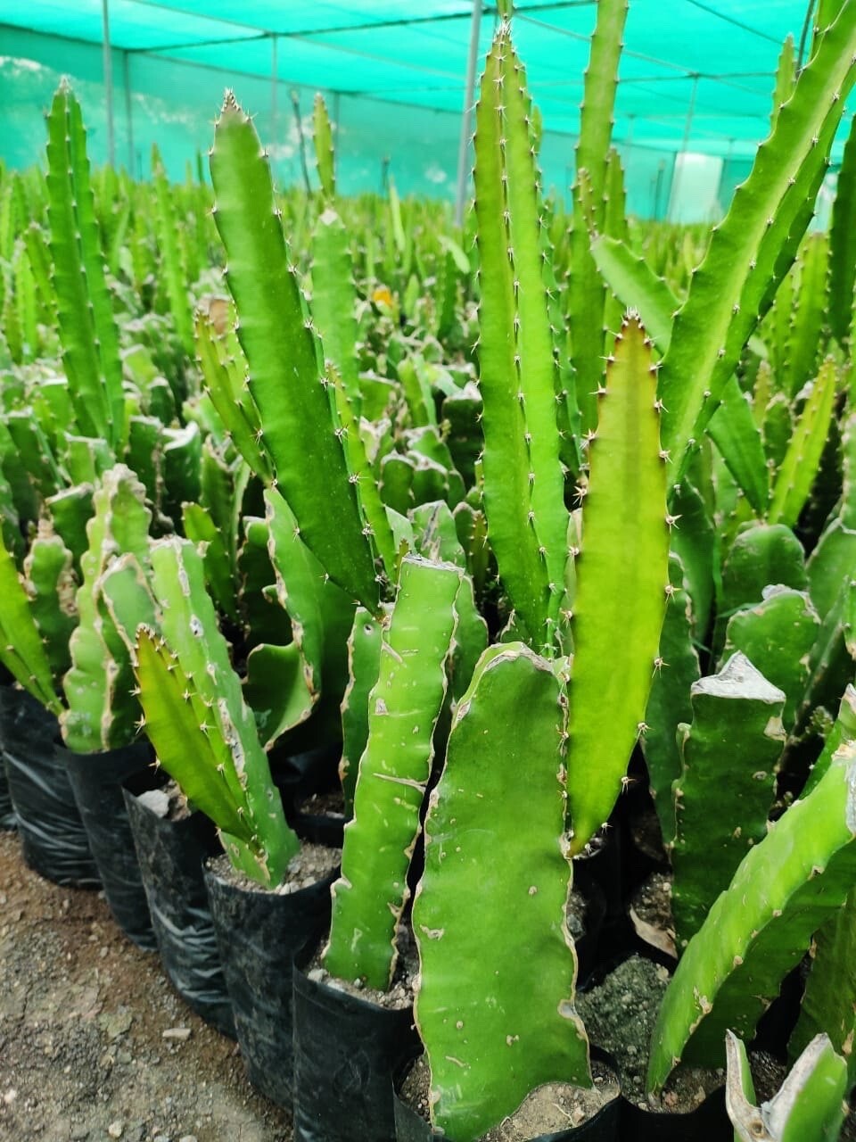 2 Organic Dragon fruit cutting 8-12 In Multiple Varieties