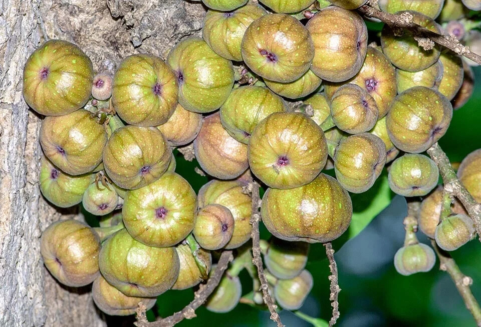 10 Ficus Racemosa Cluster Fig Seeds Ultra Unique Exotic!