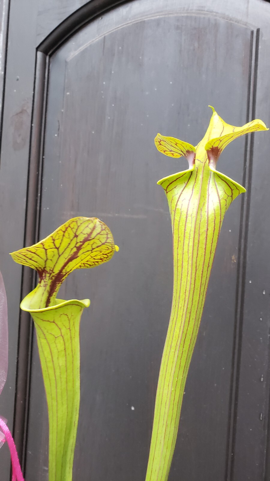 Sarracenia Oreophila Sand Mountain Cl A x Black Veins Carnivorous Plant Cross!