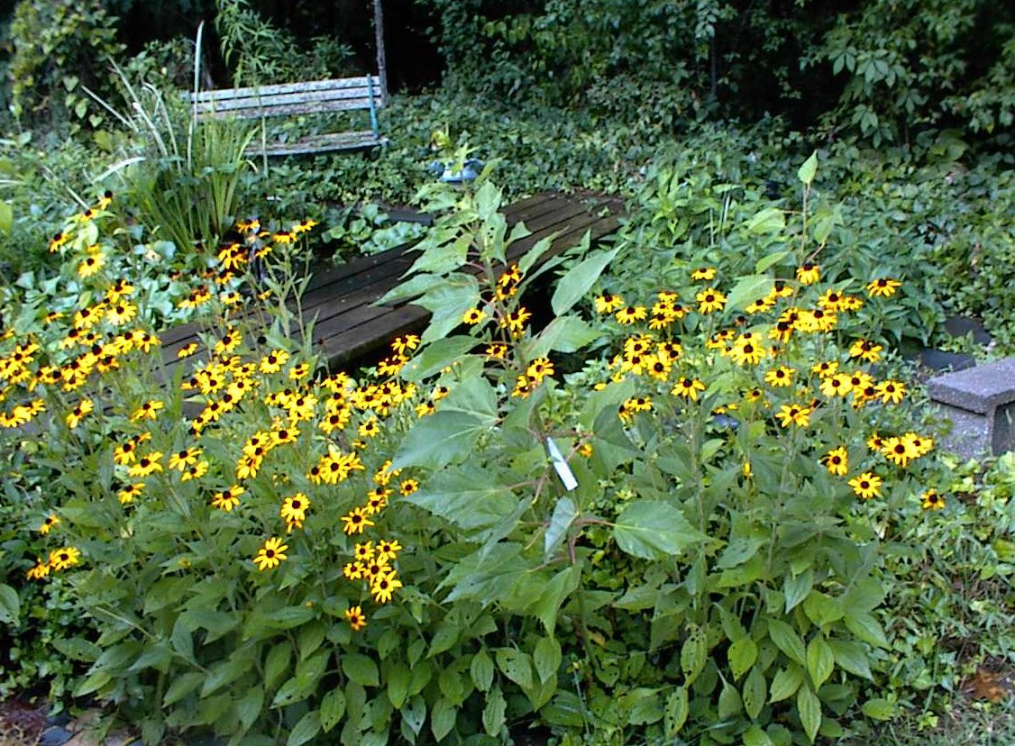 Wild Blackeyed Susan Flowers Bulk Seed Pack Over 200 Seeds USA Seller