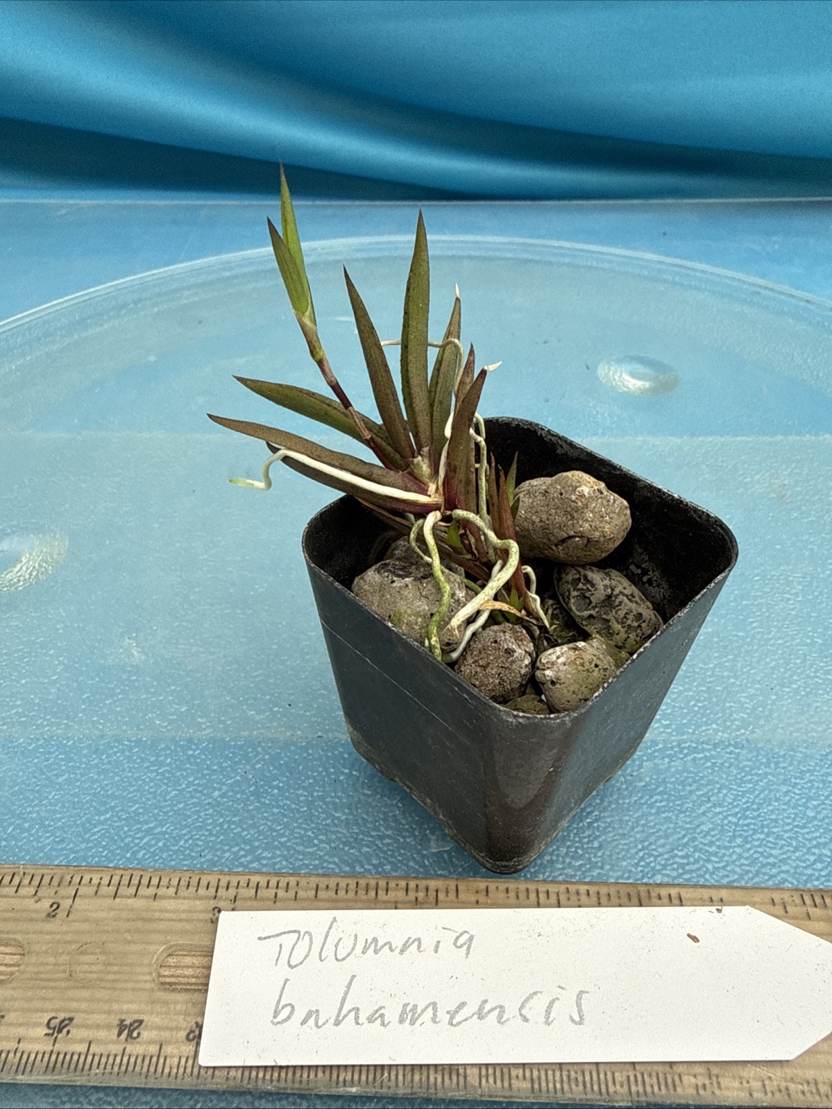 Tolumnia bahamensis NBS Pink White Yellow Native Florida Orchid Species 2” Pot