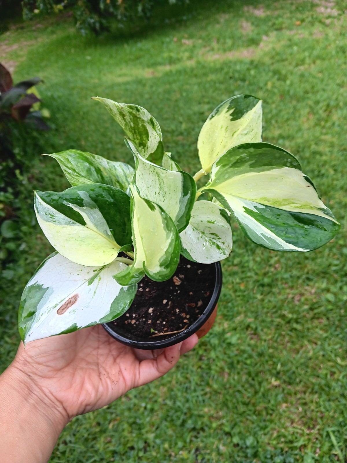 Pothos Epipremnum Manjula – 3.5″ pot – actual plant
