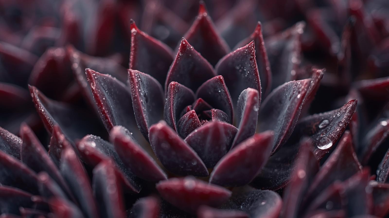 Echeveriaaffinis Black Knight