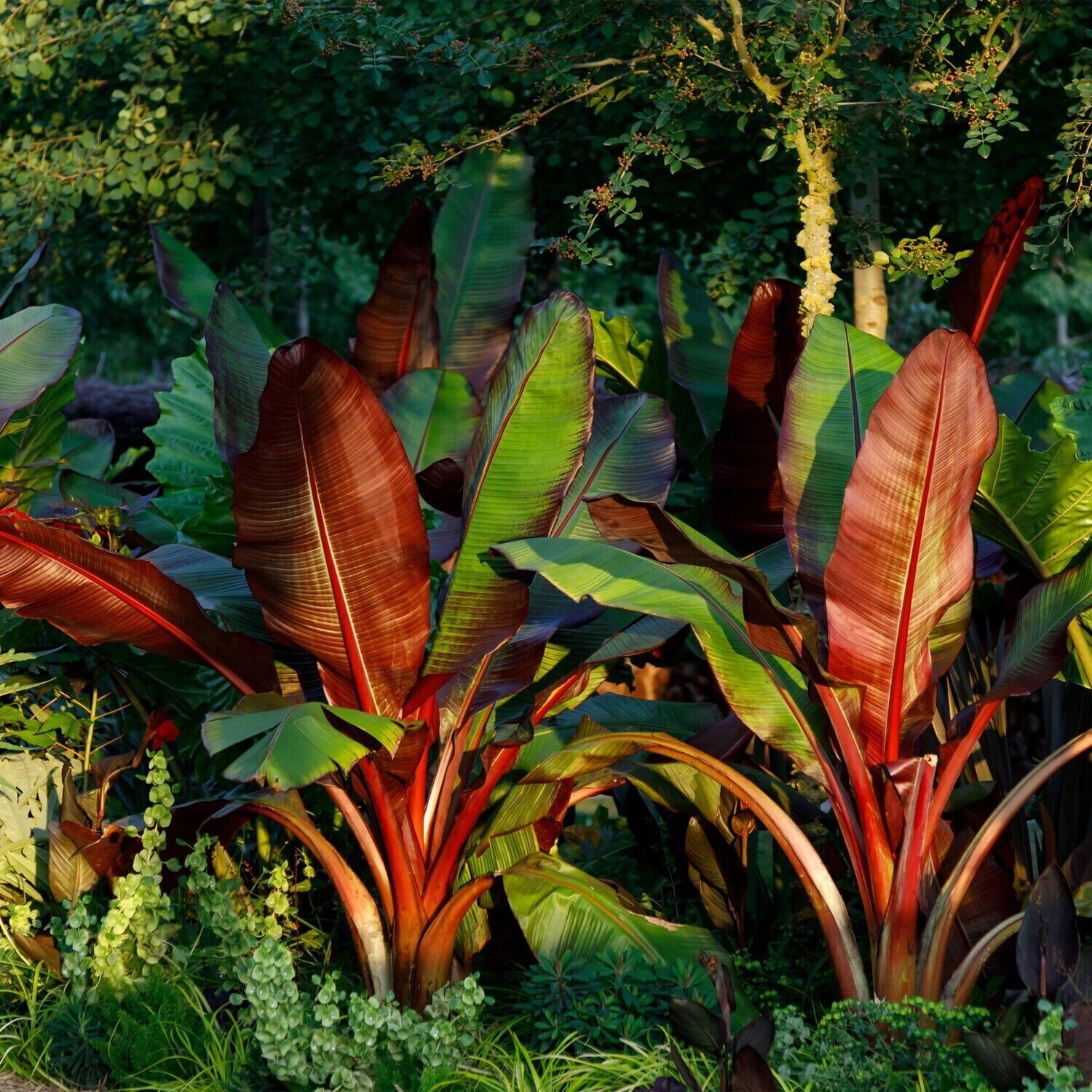 Red Abyssinian Banana – Ensete ventricosum Maurelii – Live Plant