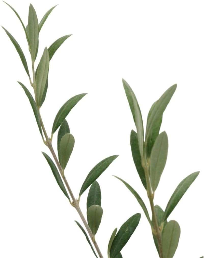 Majestic Olive Tree – Live 5″ Pot, Fruit Bearing, Cold Hardy