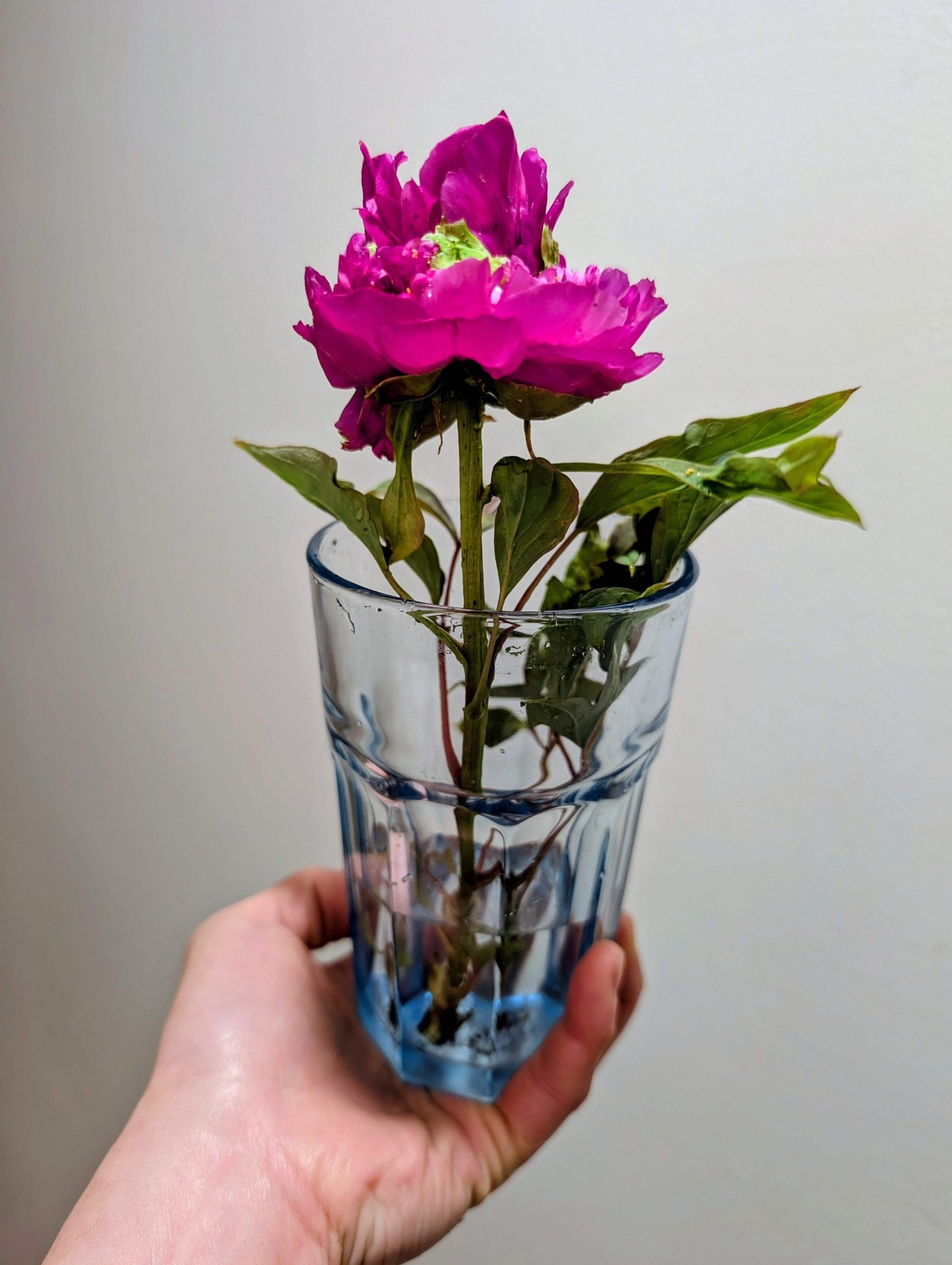 “Champion Crown” large flower tree peony