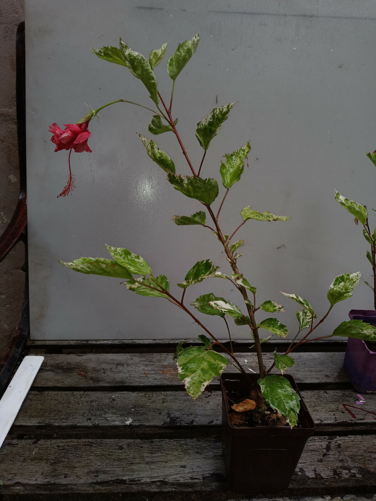 SNOW QUEEN Tropical Hibiscus Bonsai Plant Variegated leaves and Red Flower