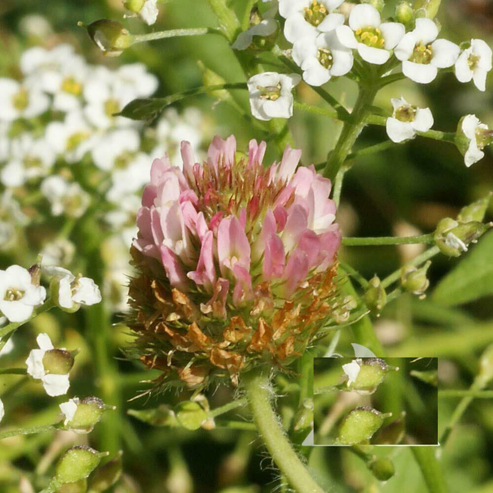 Clover STRAWBERRY Perennial Groundcover Pollinator Bees Love! Non-GMO 1000 SEEDS