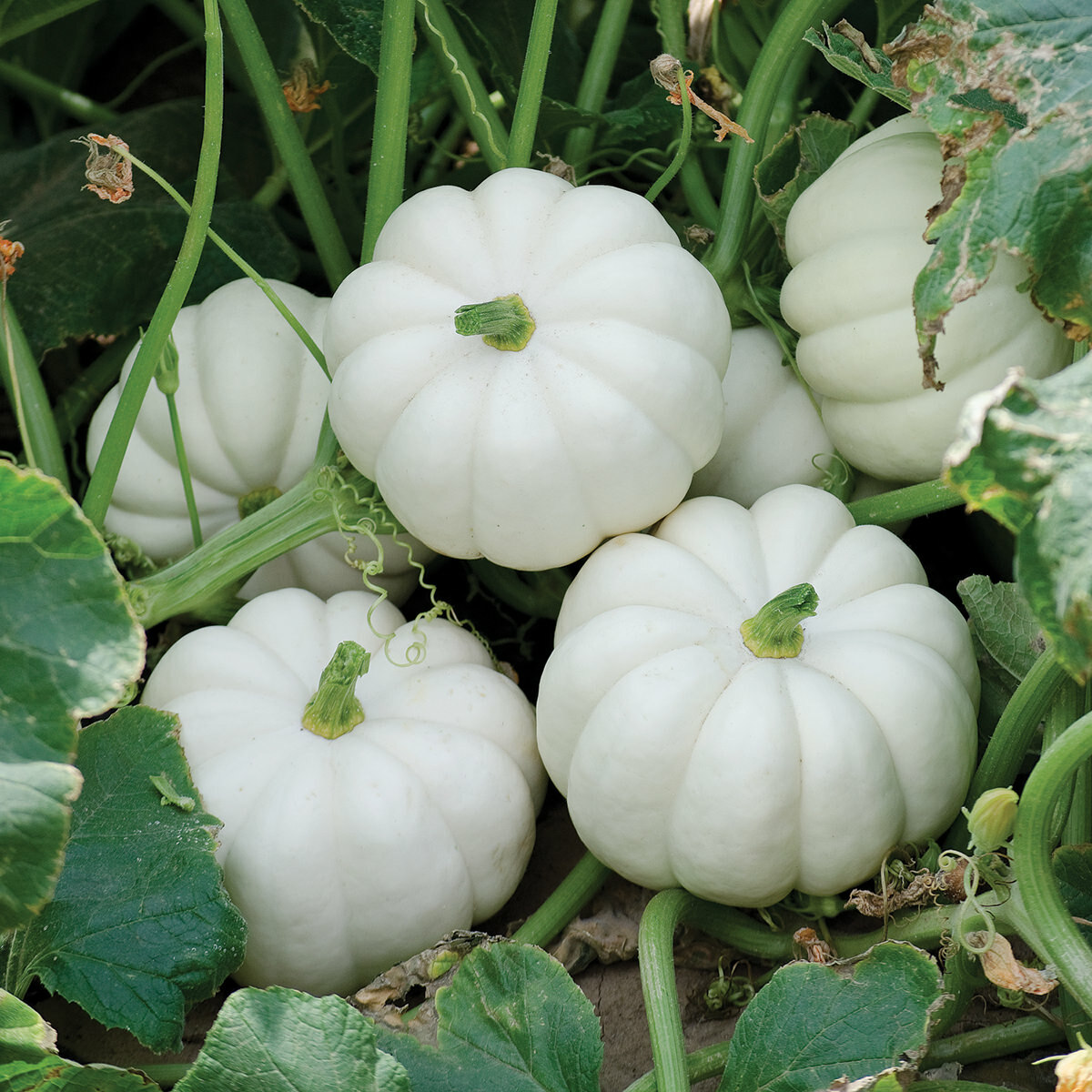 Baby Boo Pumpkin Seeds | Untreated White Mini Little Gourd Fall Squash Seed 2023