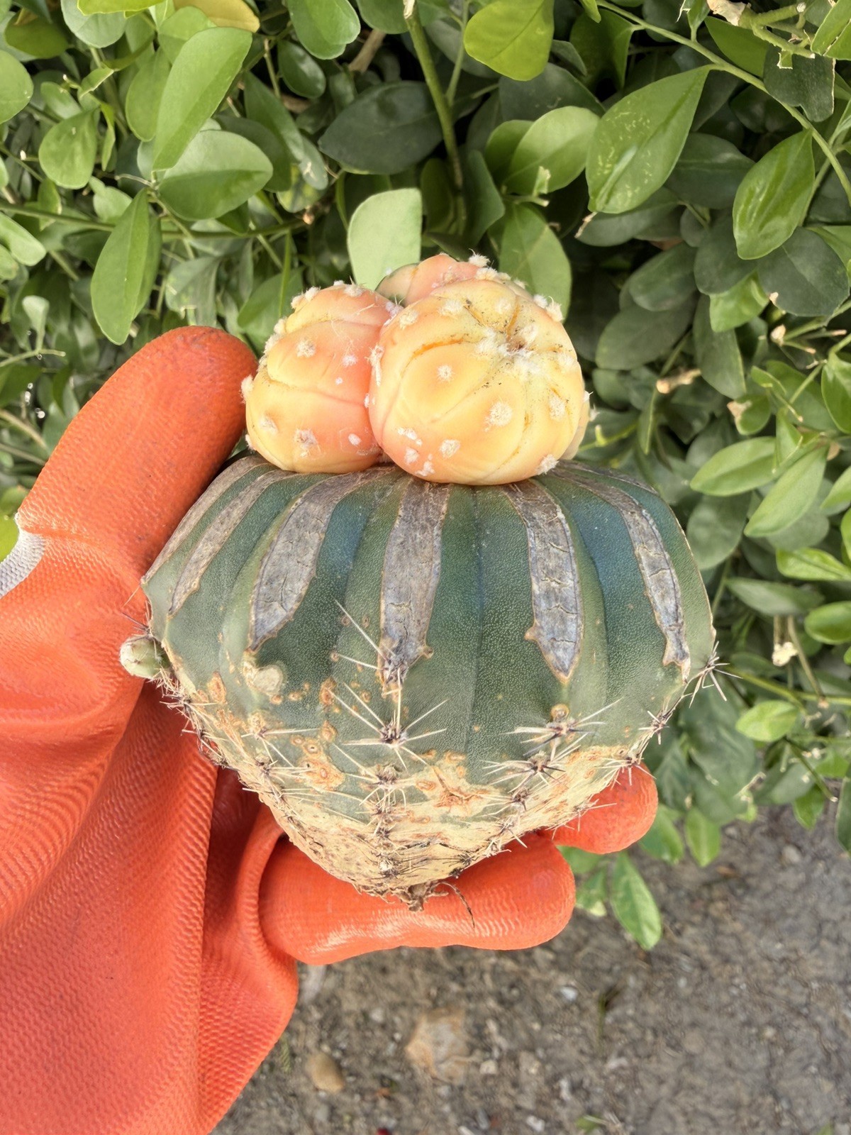 Rare Cactus Variegated Grafted