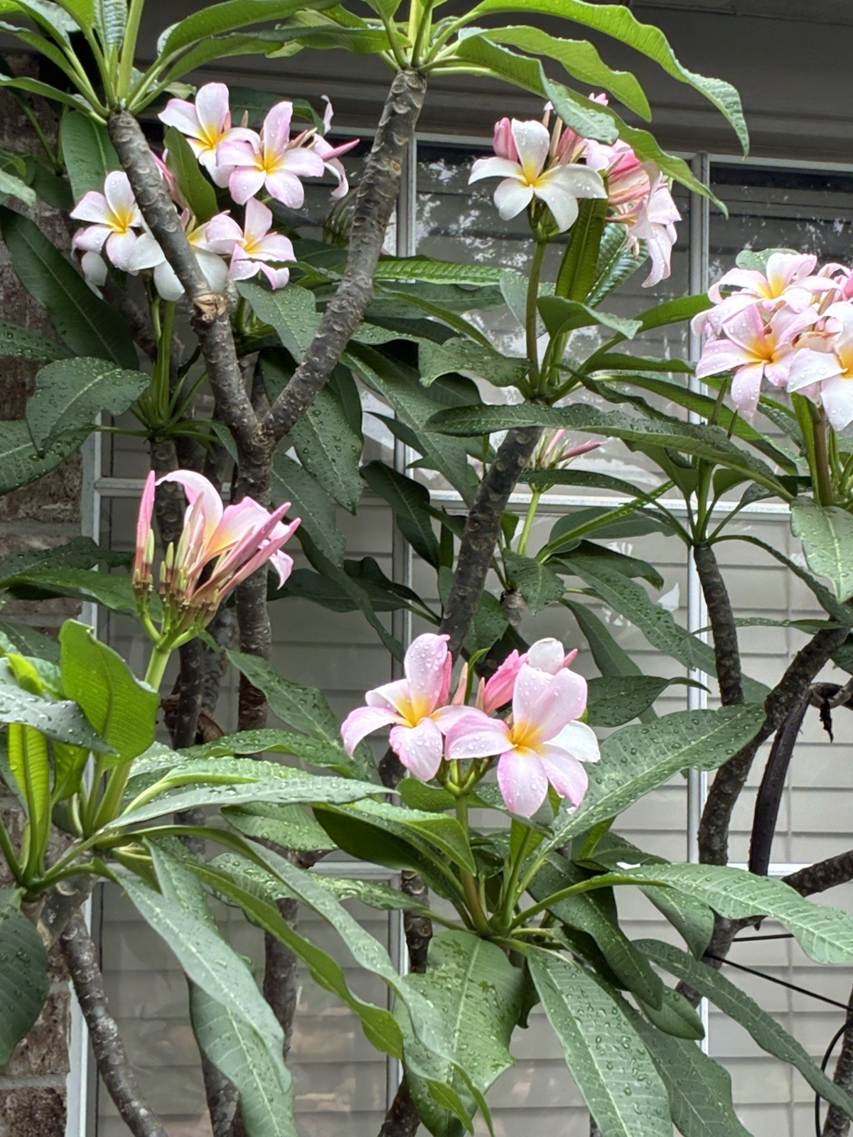 5 Pink Light Purple Plumeria Seeds Perennial Flowers Flower Frangipani US SELLER