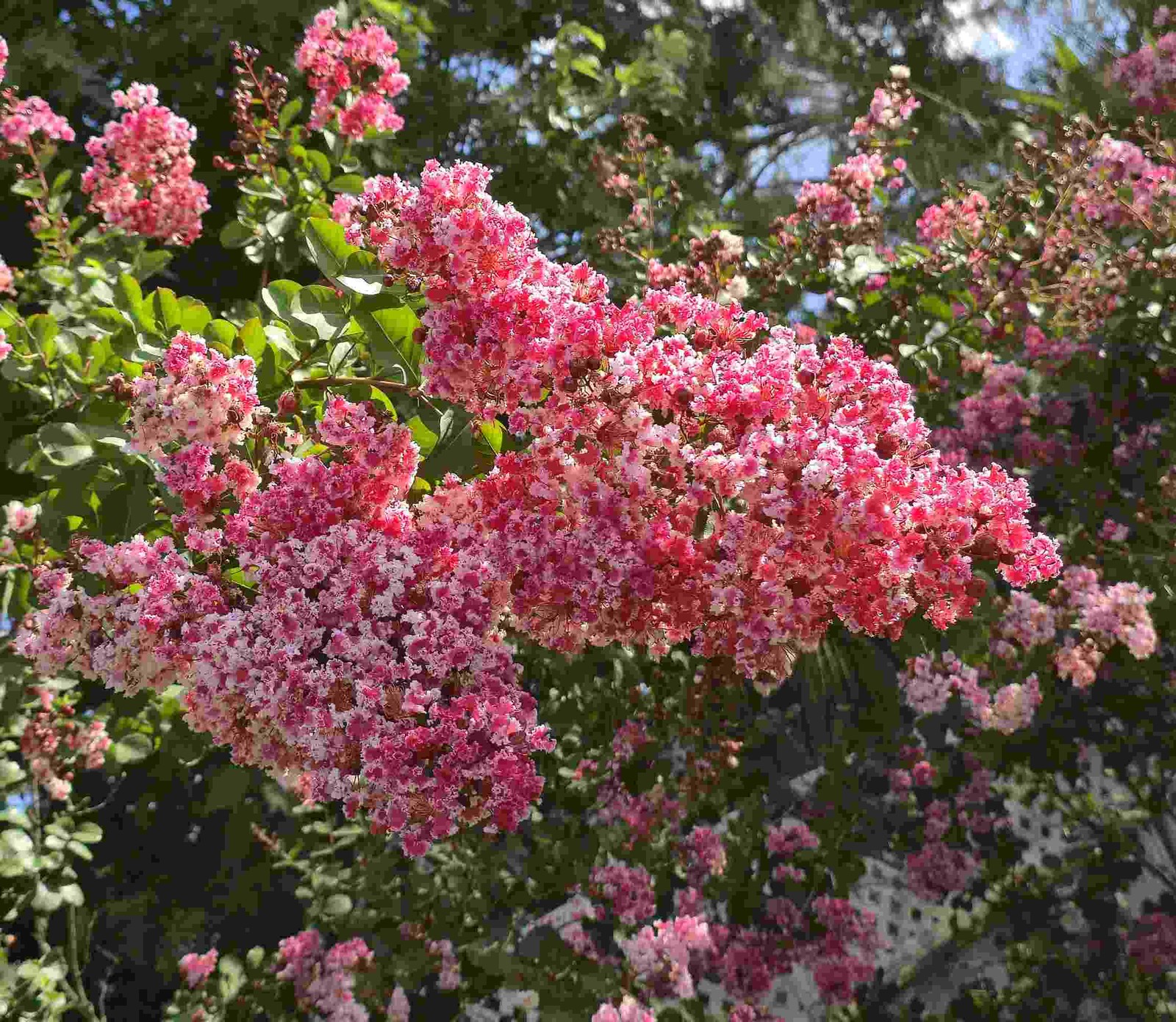 Peppermint Lace Crape Myrtle Pink White Flowering Tree Shrub Live Plant