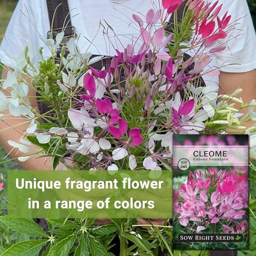 – Colour Fountain Cleome Seeds for Planting Outdoors – Spider Flower – Non 2