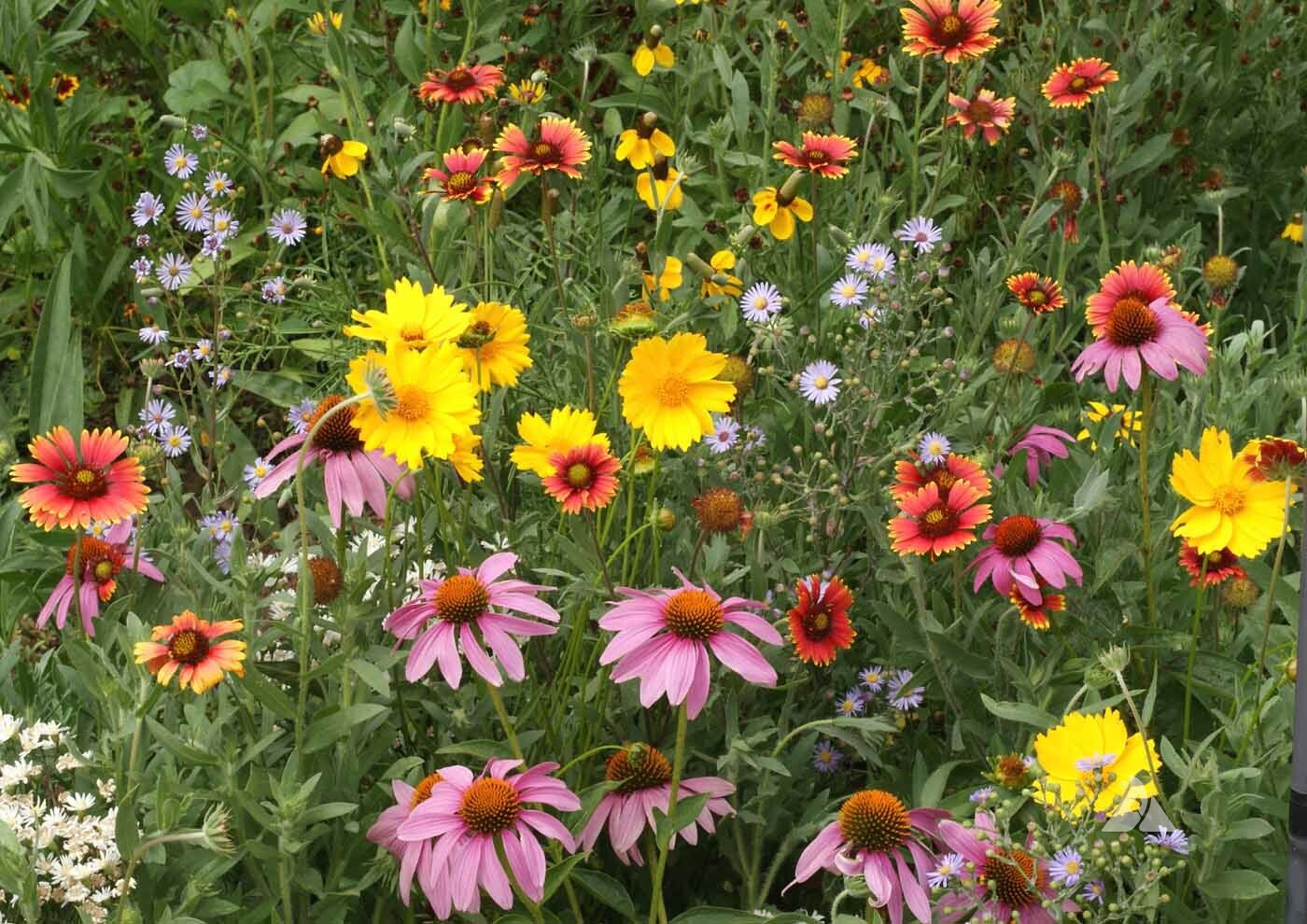 Wildflower Mix HONEY BEE Heirloom Flowers Pollinators Non-GMO 500+ Seeds!