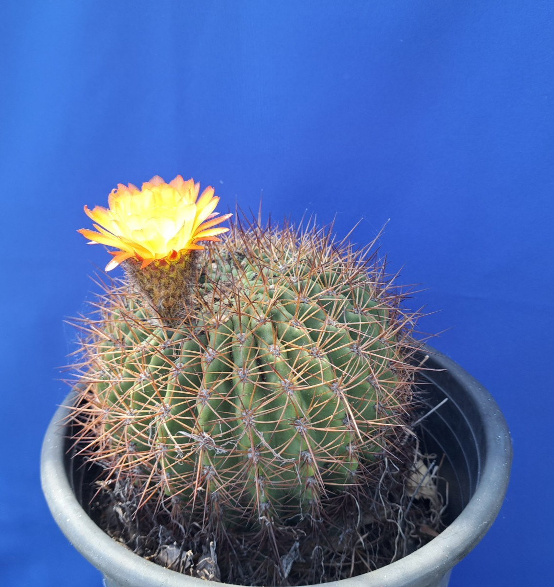 Soehrensia Formosa Giant Echinopsis Cactus Plant Yellow-Orange Flowers