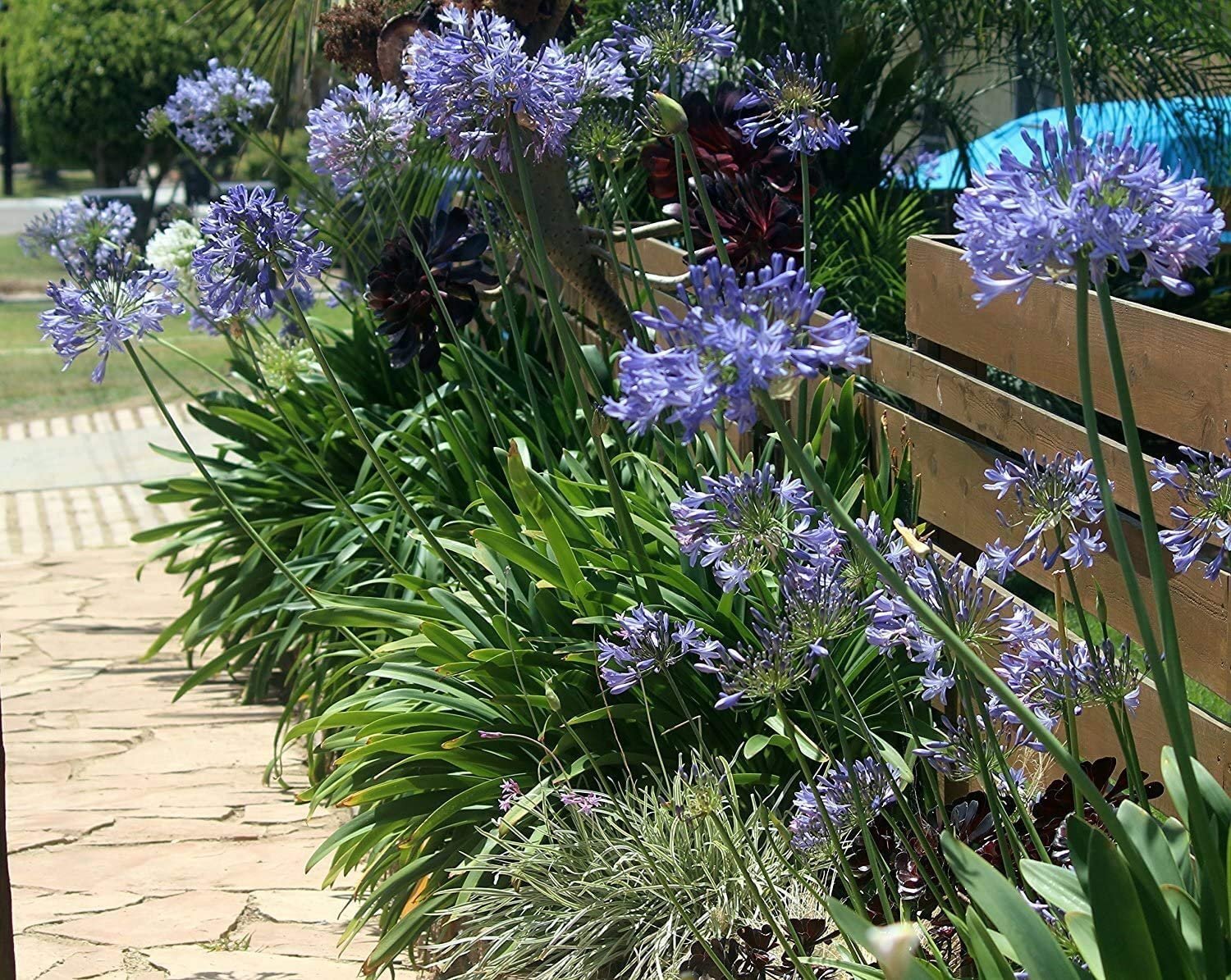 Agapanthus Lily of The Nile – 30 Live Plants – Blooming Ornamental Foliage