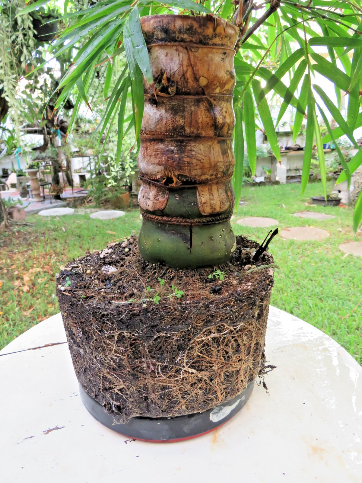 Buddha Belly Bamboo Thick trunk Bambusa ventricosa Exotic Tropical Bonsai Plant