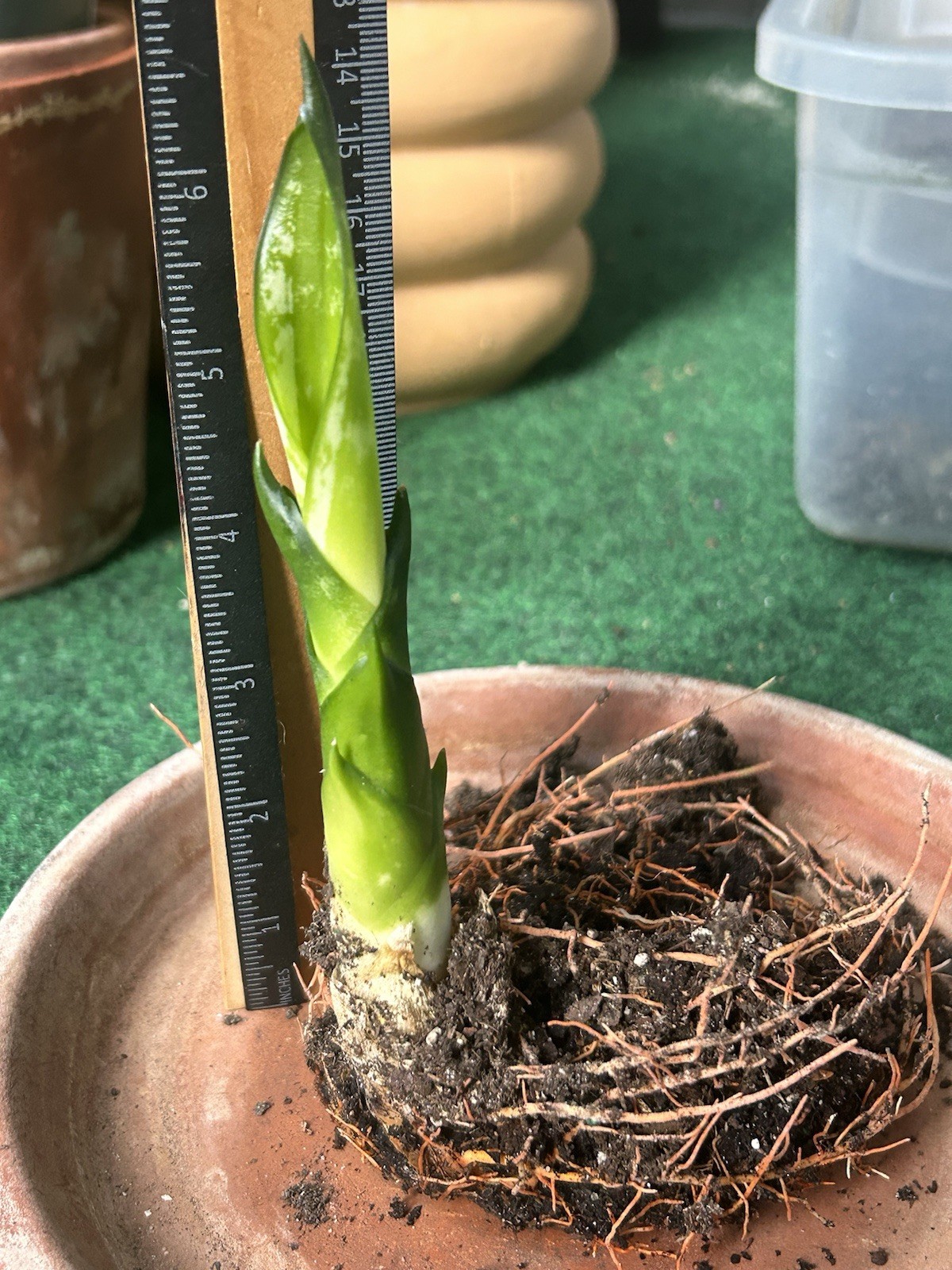 EXACT Sansevieria ‘Whitney’ Rhizome 6” healthy live snake plant