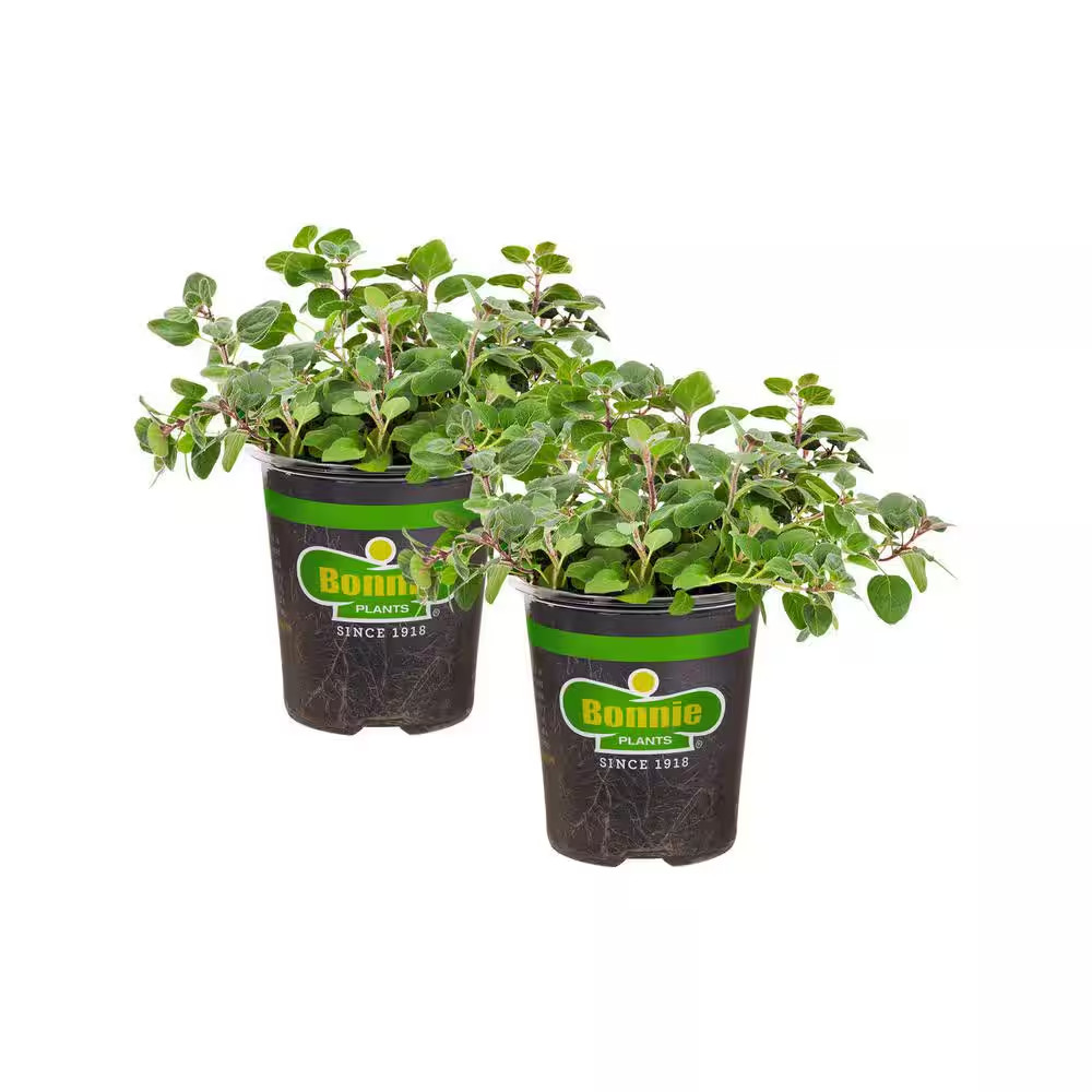 19 Oz. Greek Oregano Herb Plant (2-Pack)