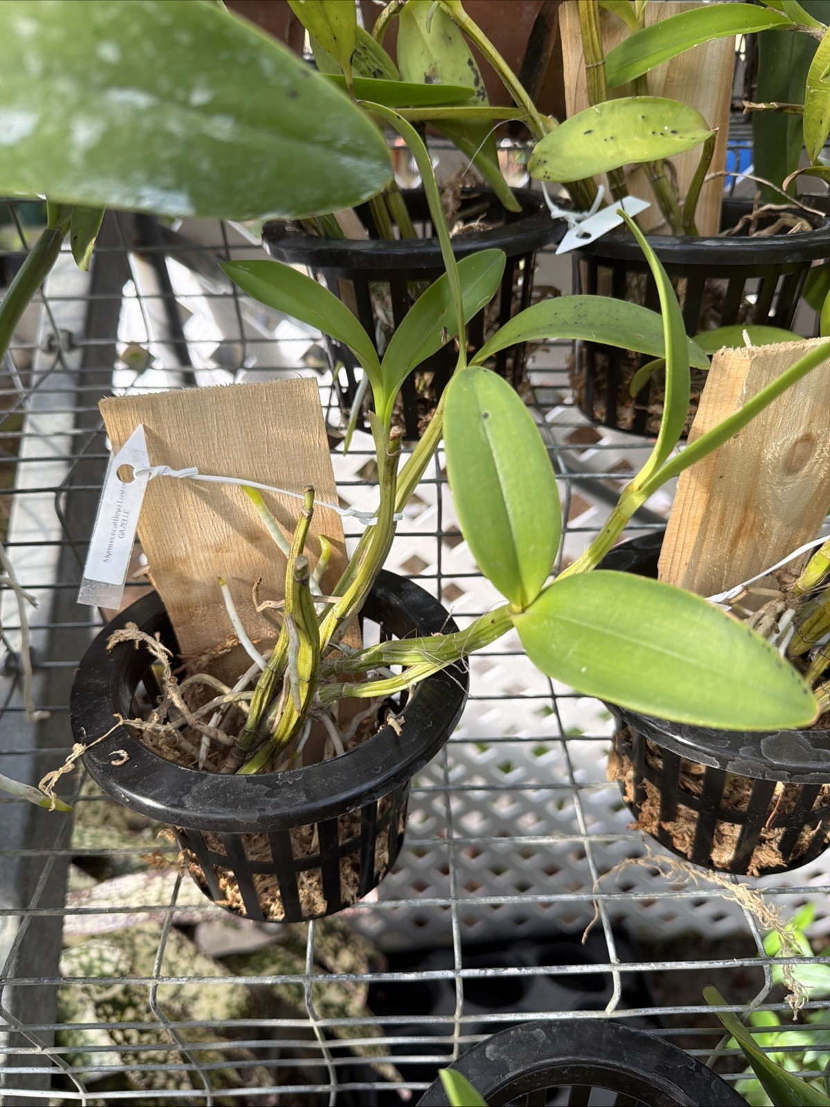 Myrmecocattleya Luster ‘Gazelle’ Schomburgkia Orchid Plant Bare Root