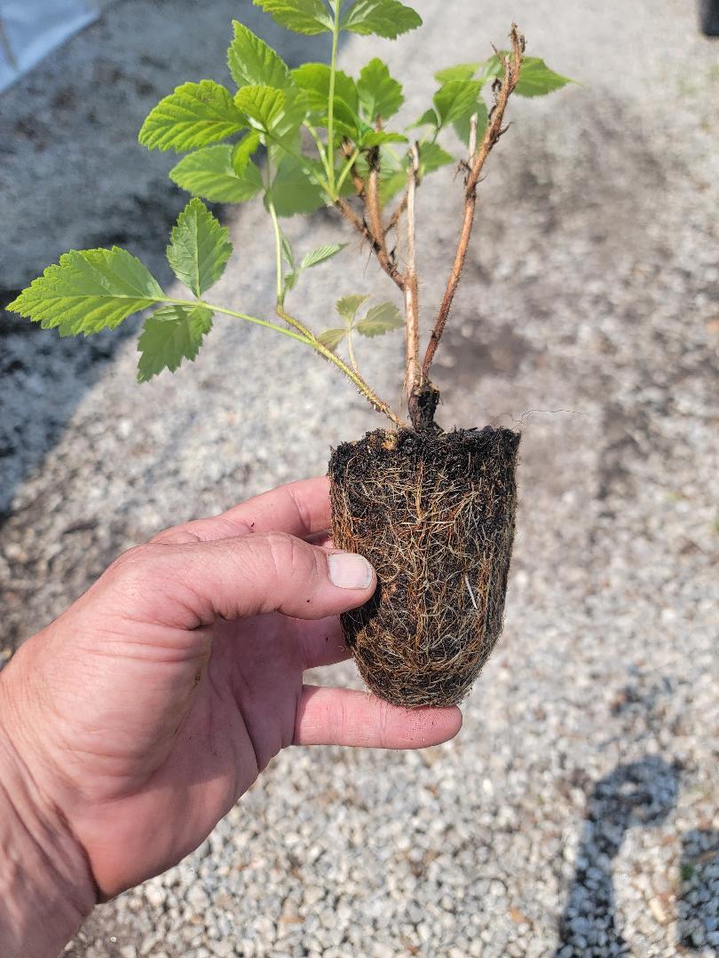 ( 1 ) – Fall Gold Everbearing Raspberry – Starter Plant ( L4 ) ( 1 live plant )