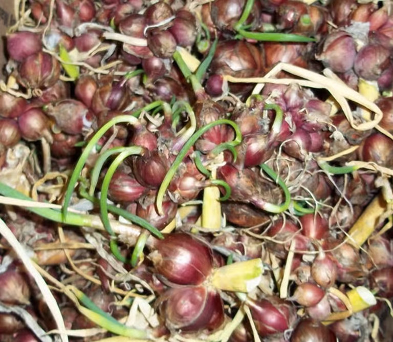 25 Egyptian Walking Onions Catawissa Winter Walking Topset bulb 2026 harvest