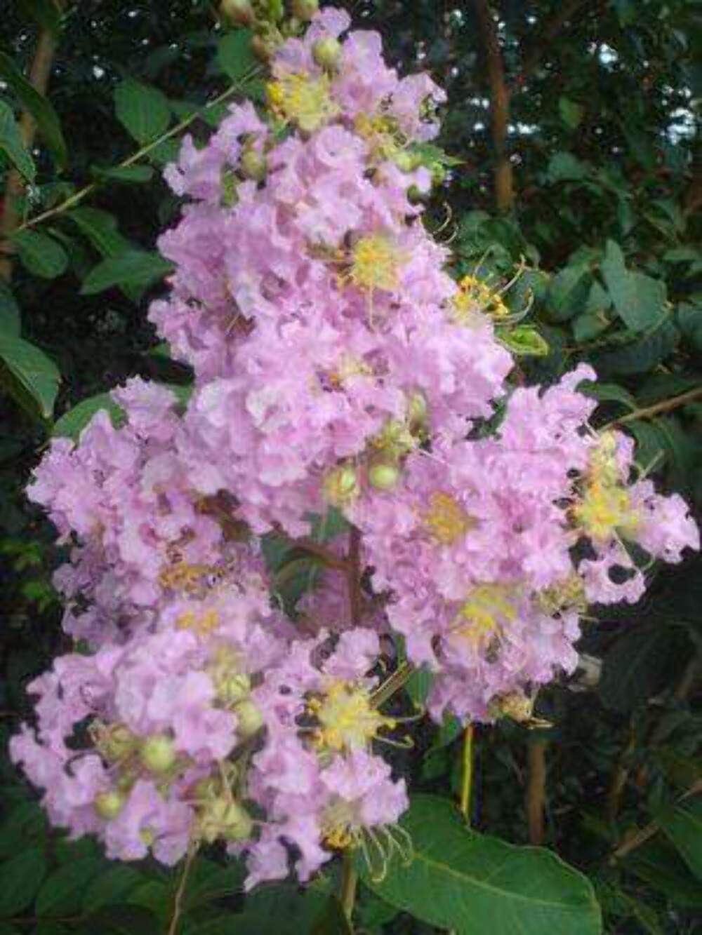 Bashams Party Pink Crape Myrtle: Rapid Growth with Delicate Pink Blooms