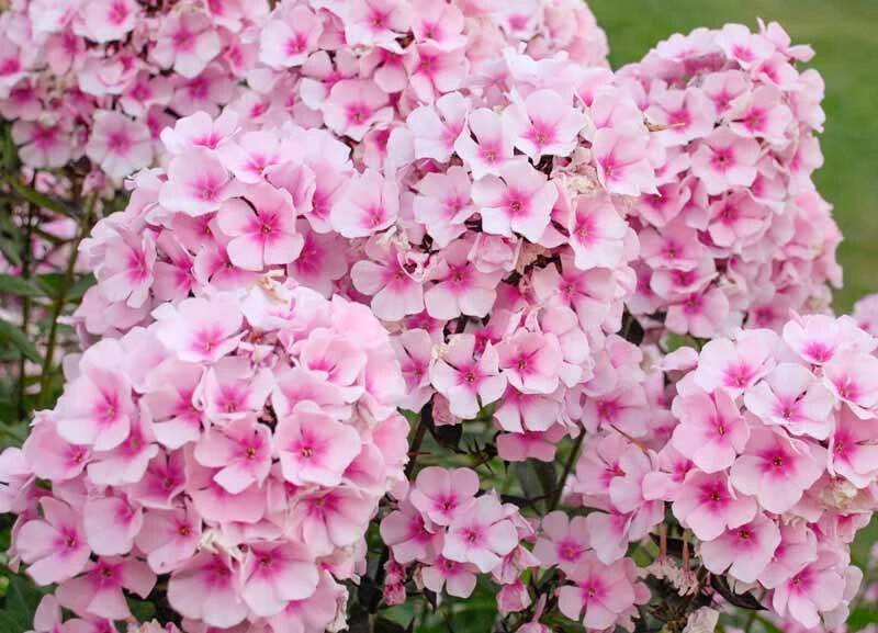 100+ Bright Eyes Phlox Seeds for Garden Planting – USA – FREE SHIPPING!