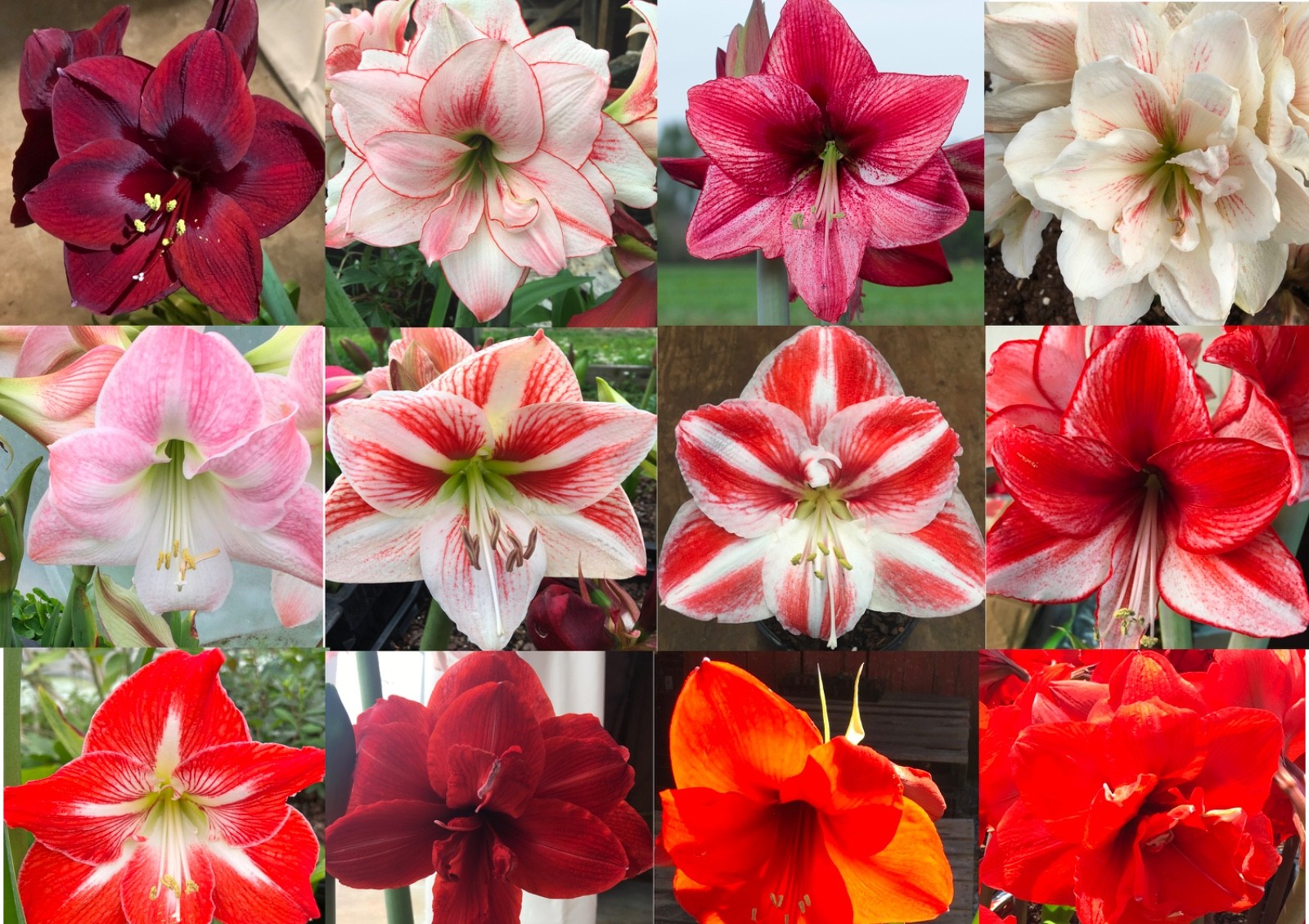 3 Random Mixed amaryllis Amaryllis Bulbs Wonderful Gifts