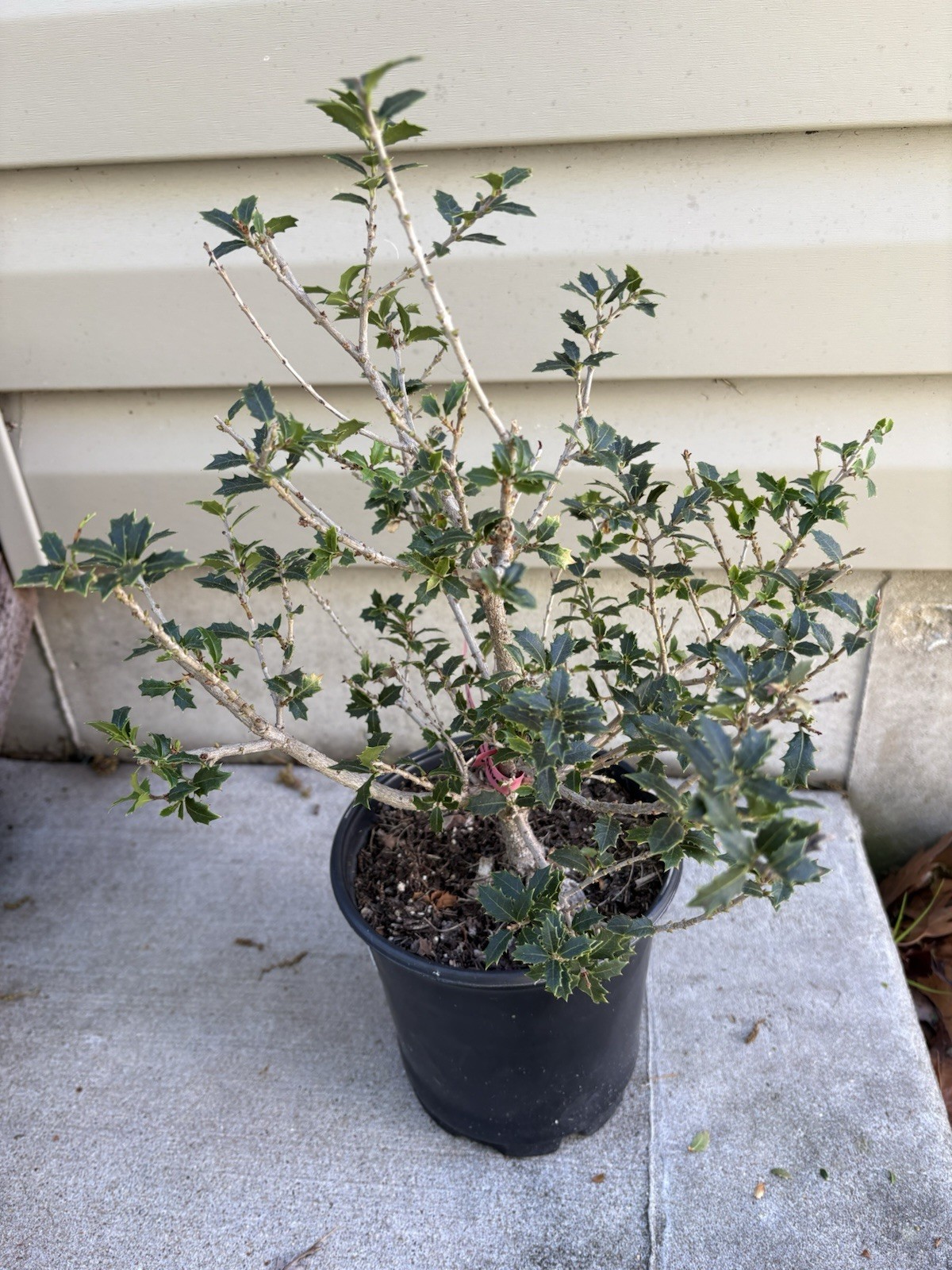 Fragrant Sweet Tea Olive Osmanthus Princess fragrant 6” Pot