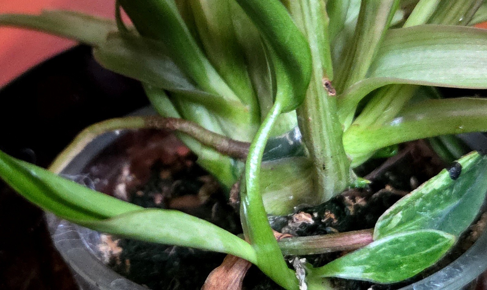 Rare Philodendron Emerald Ice King Clump 11″ Tall Not Monstera Anthurium