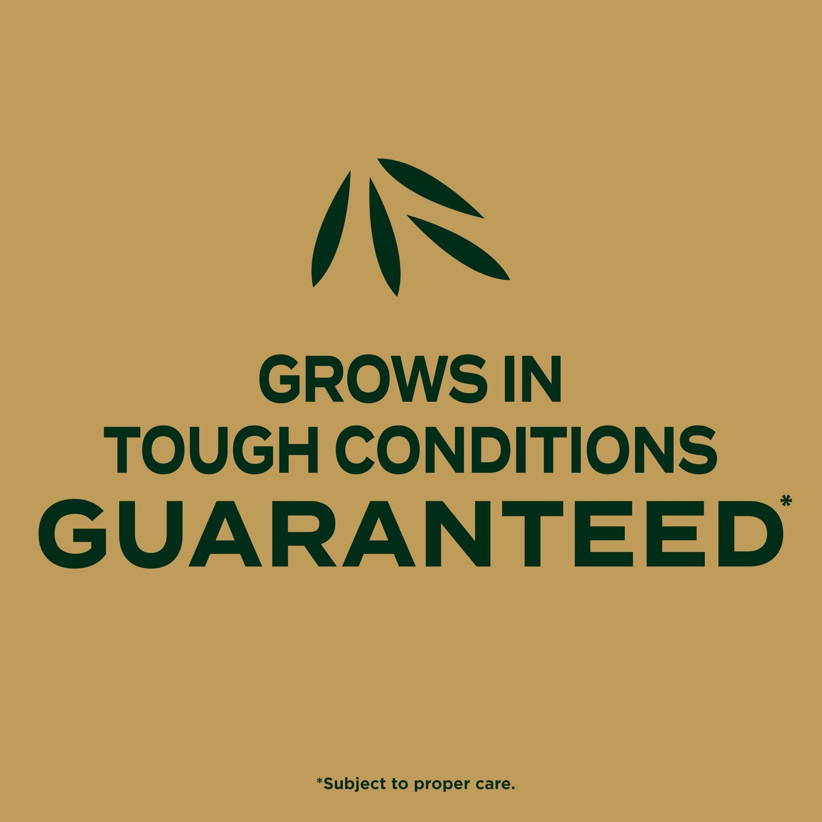 Scotts Ez Seed Patch And Repair Zoysia Grass Combination Mulch Grass Seed And