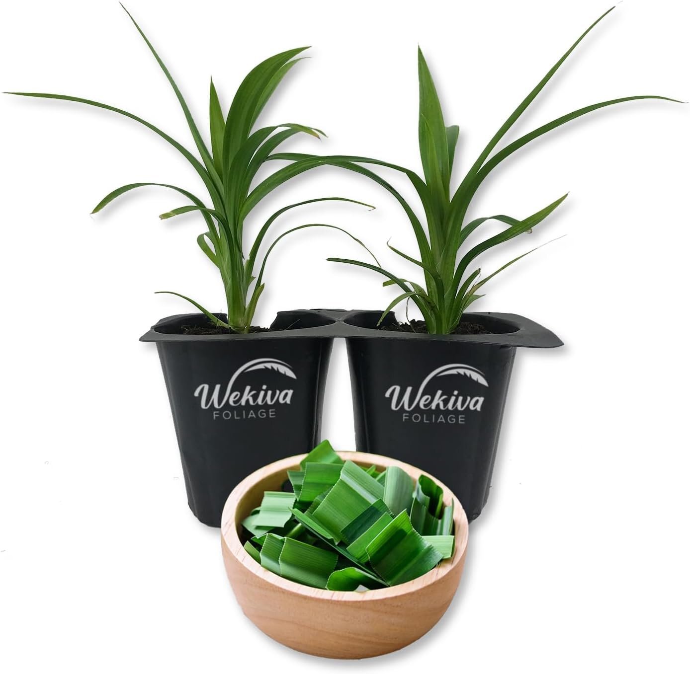 Pandan Plant – 2 Live Tissue Culture Starter Plants – Pandanus Amaryllifolius