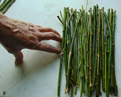 50 Thin Hybrid Willow Tree Cuttings | 1/4 inch or Smaller. 50 Thin Cuttings